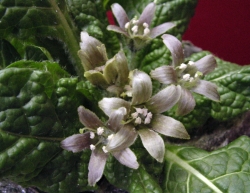 Mandragora officinarum